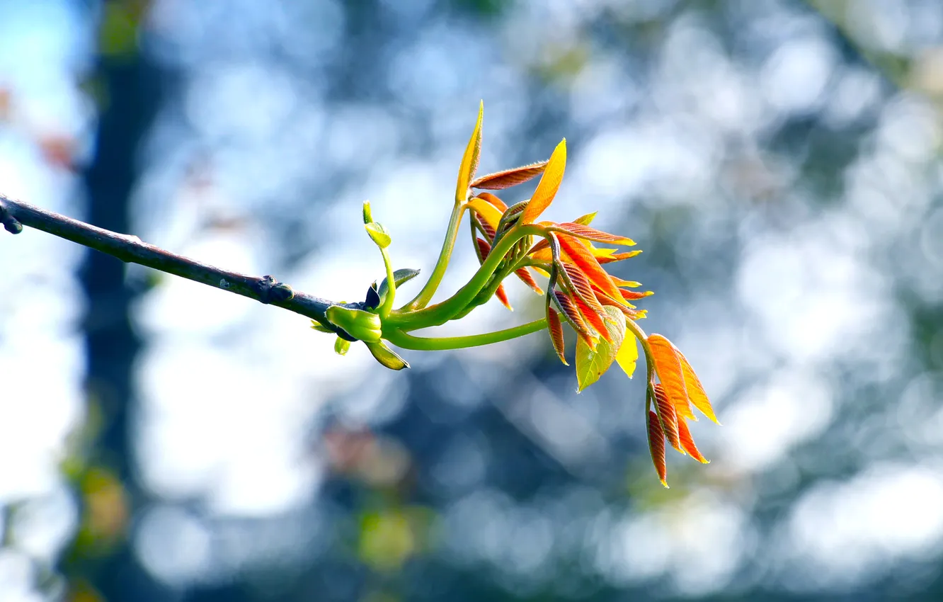 Фото обои spring, leaf, twig