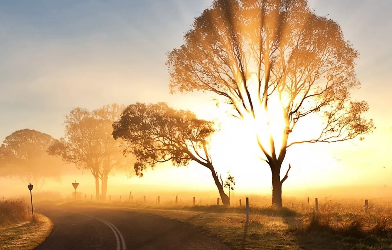 Фото обои дорога, солнце, деревья, утро