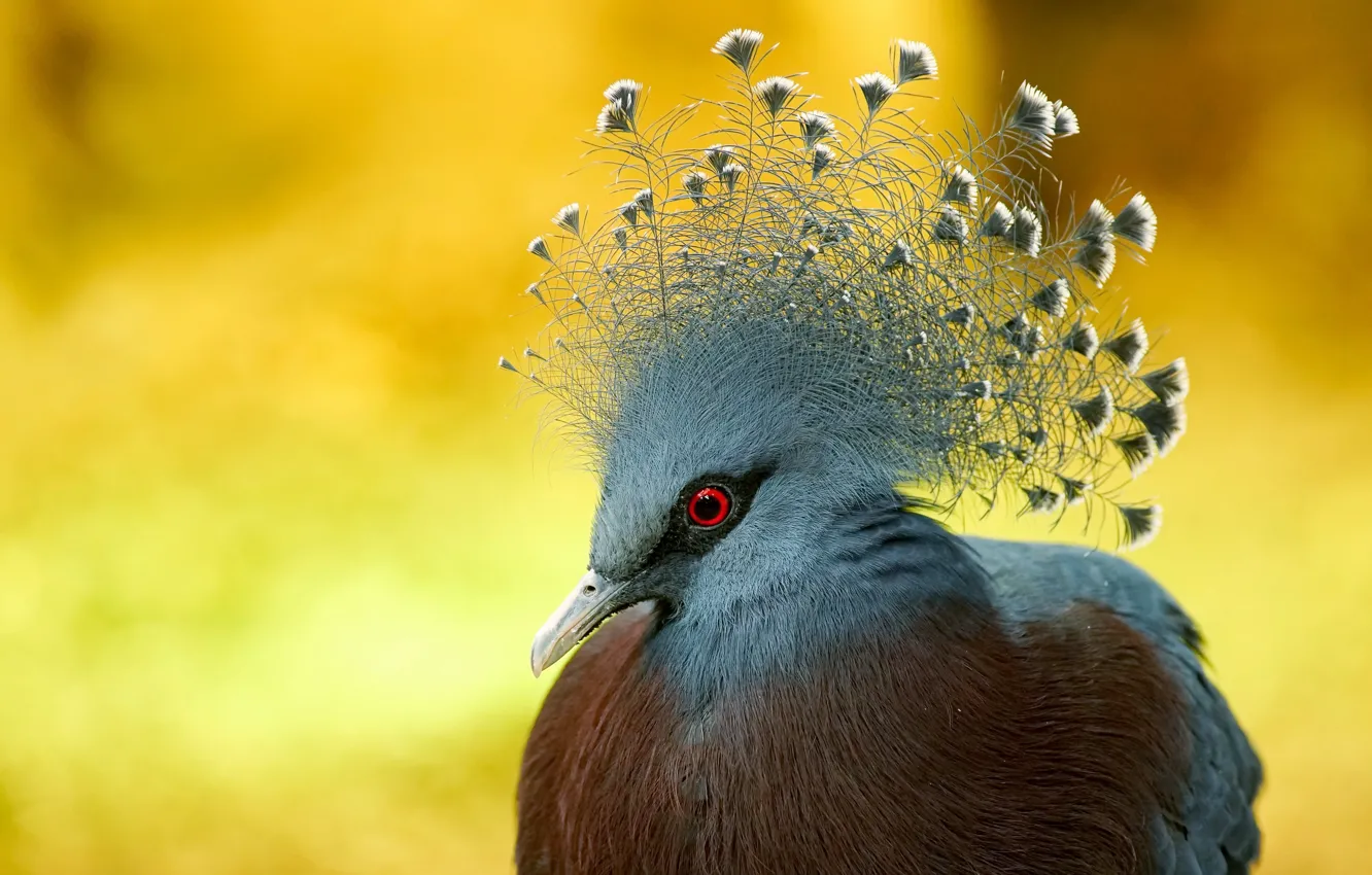 Фото обои природа, птица, Victoria crowned Pigeon