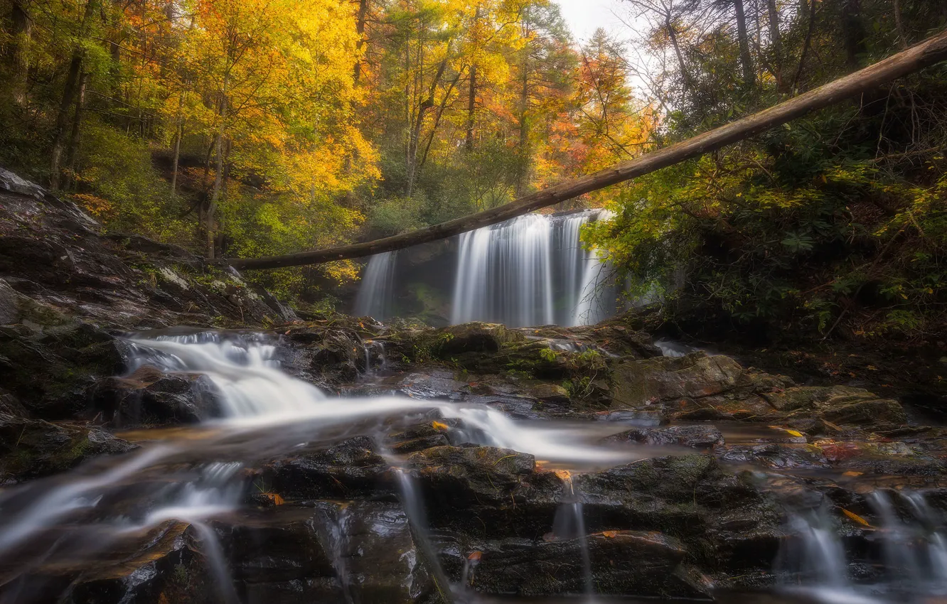 Фото обои осень, лес, вода, деревья, ветки, природа, камни, скалы