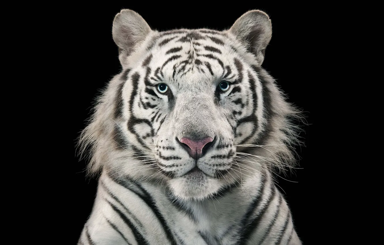 Фото обои белый, морда, тигр, white, черный фон, хишник, Bengal Tiger, бенгальский