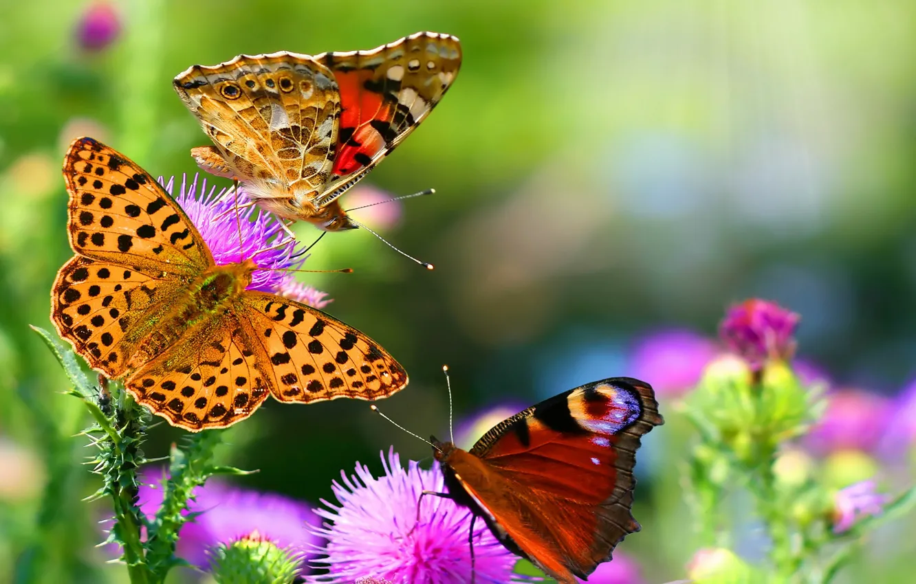 Фото обои макро, бабочки, Цветы
