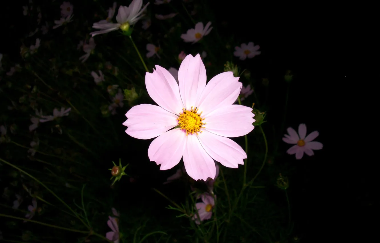 Фото обои Flower, Pink Flower, A Flower