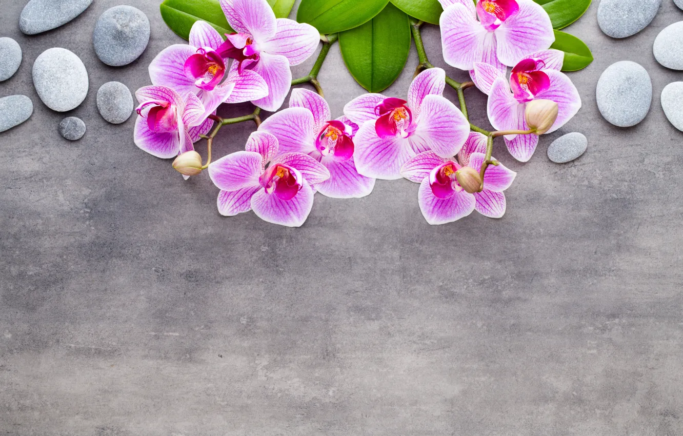 Фото обои цветы, камни, фон, ветка, розовые, орхидеи