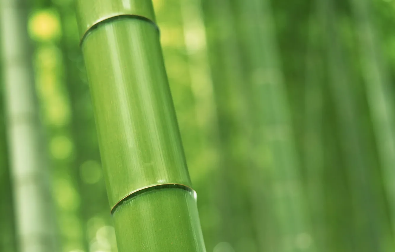 Фото обои бамбук, nature, ствол макро