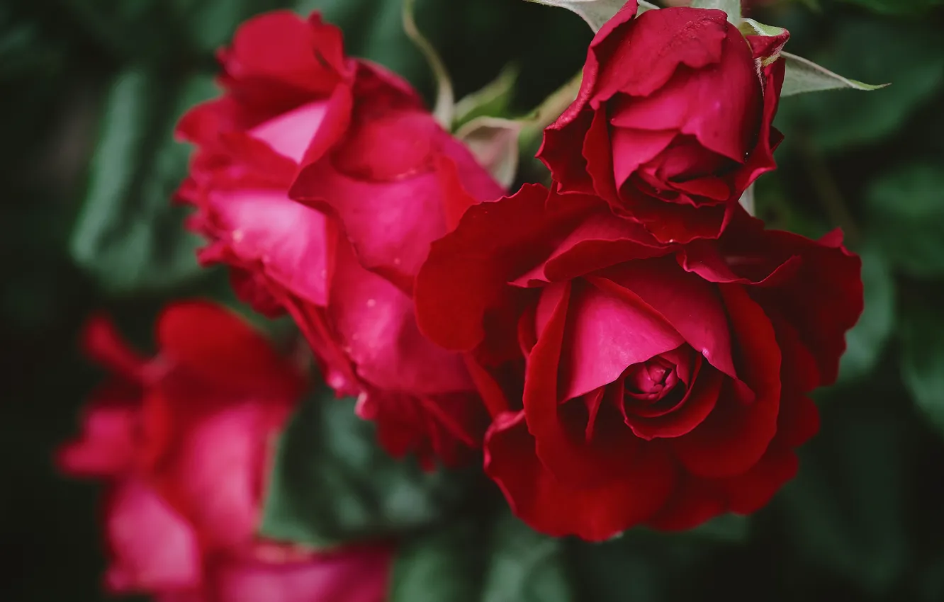 Фото обои макро, розы, лепестки, бутон, красные