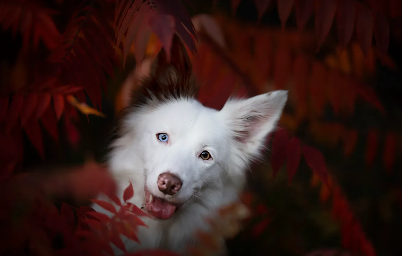 Фото обои осень, природа, друг, собака