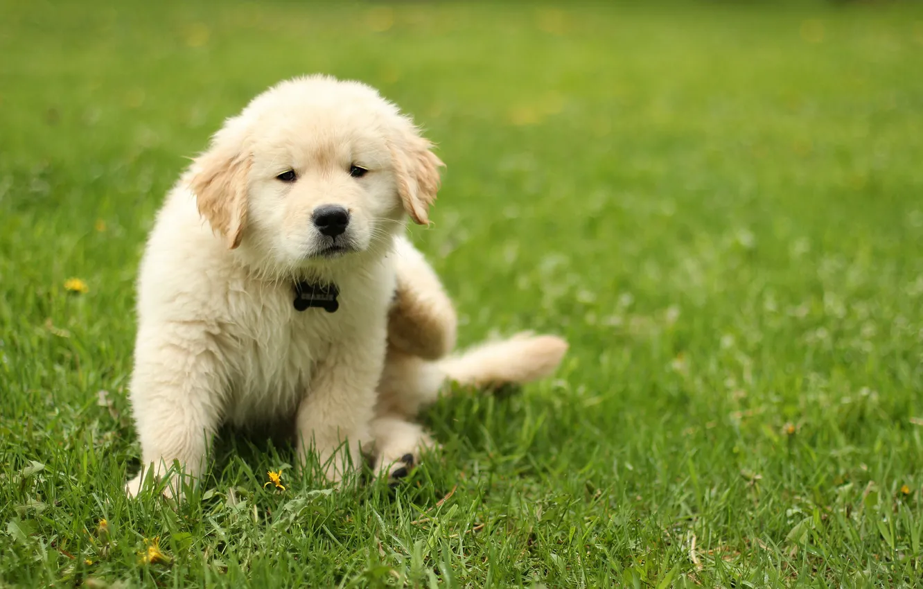 Фото обои белый, трава, собака, малыш, щенок, сидит, пушистик, лужайка