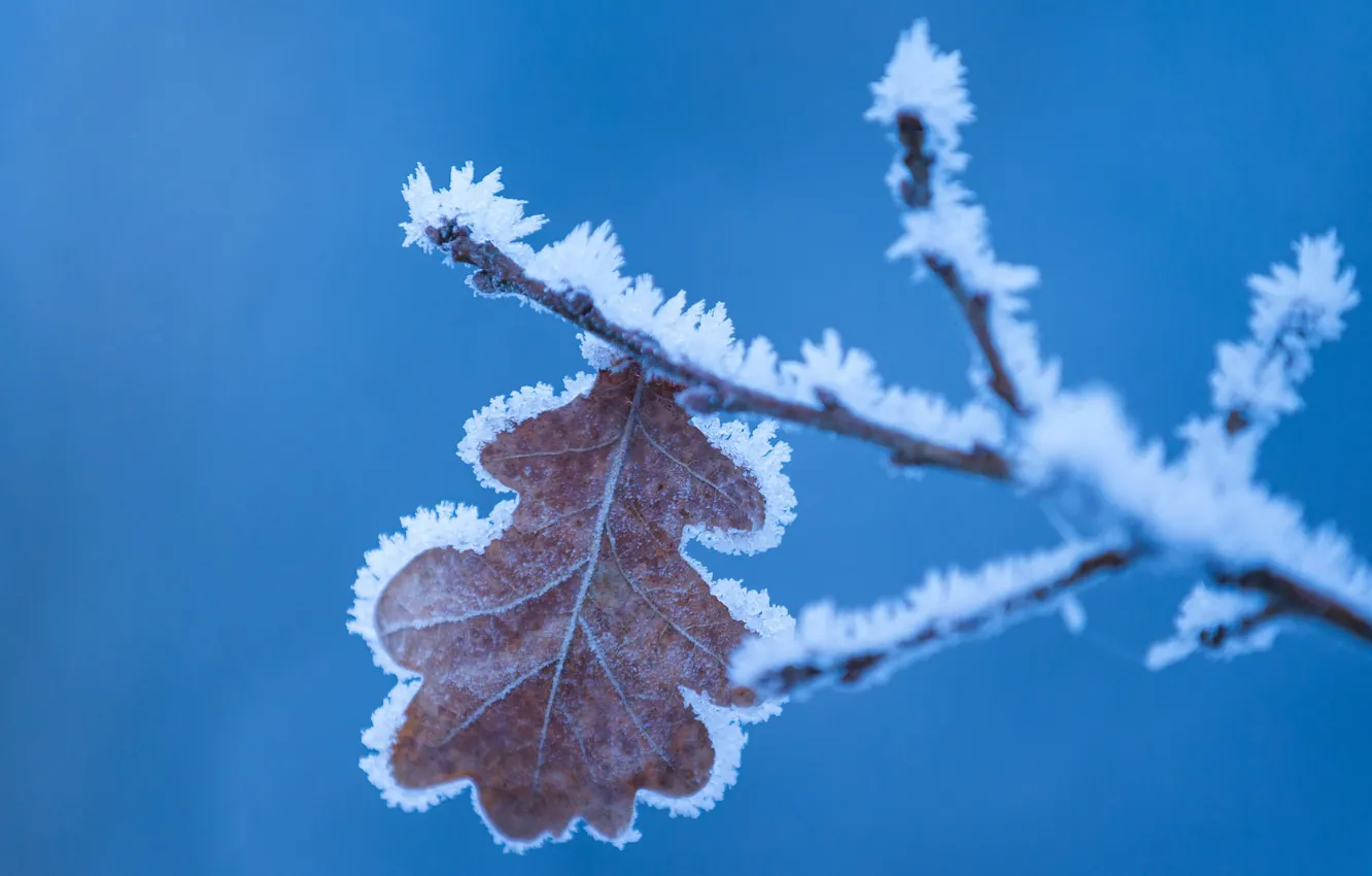 Фото обои зима, иней, макро, природа, лист, фон, ветка