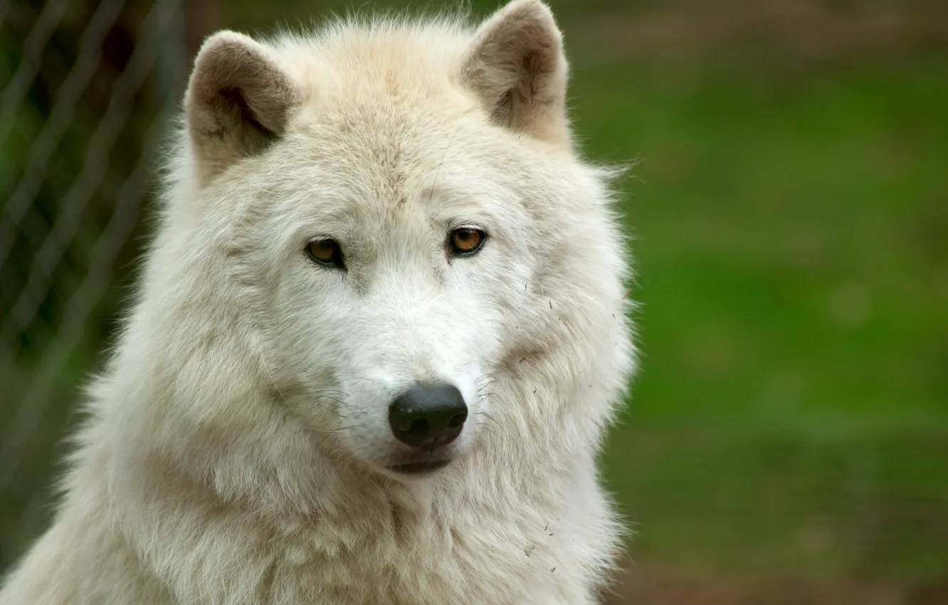 Фото обои белый, взгляд, морда, волк, white wolf