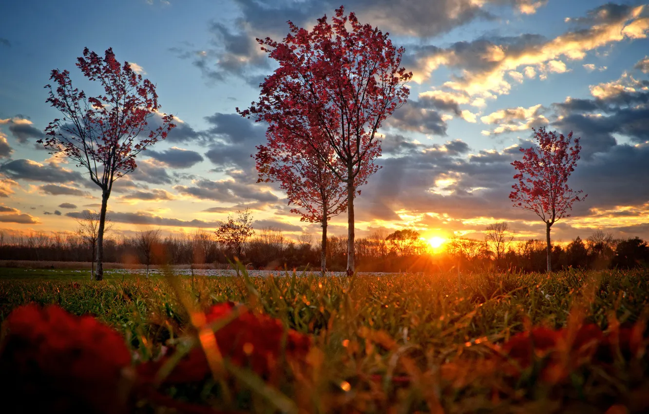 Фото обои осень, трава, солнце