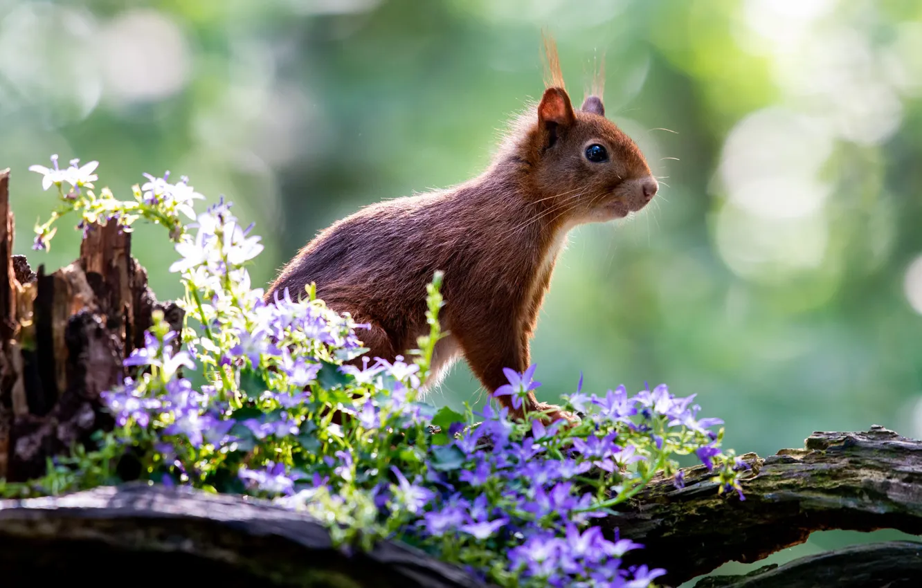 Фото обои цветы, поза, пень, белка, колокольчики, боке