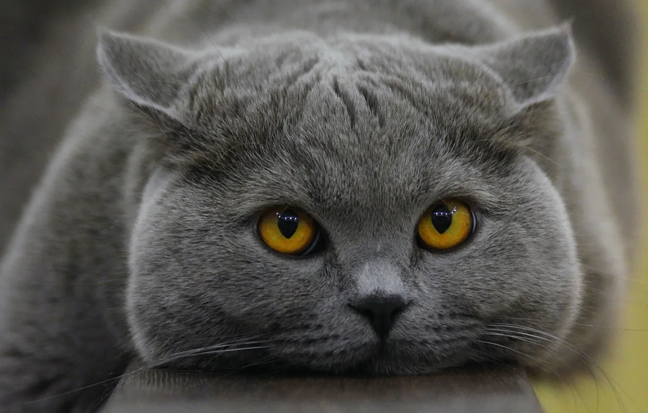 Фото обои кот, взгляд, мордочка, котейка, Британская короткошерстная кошка