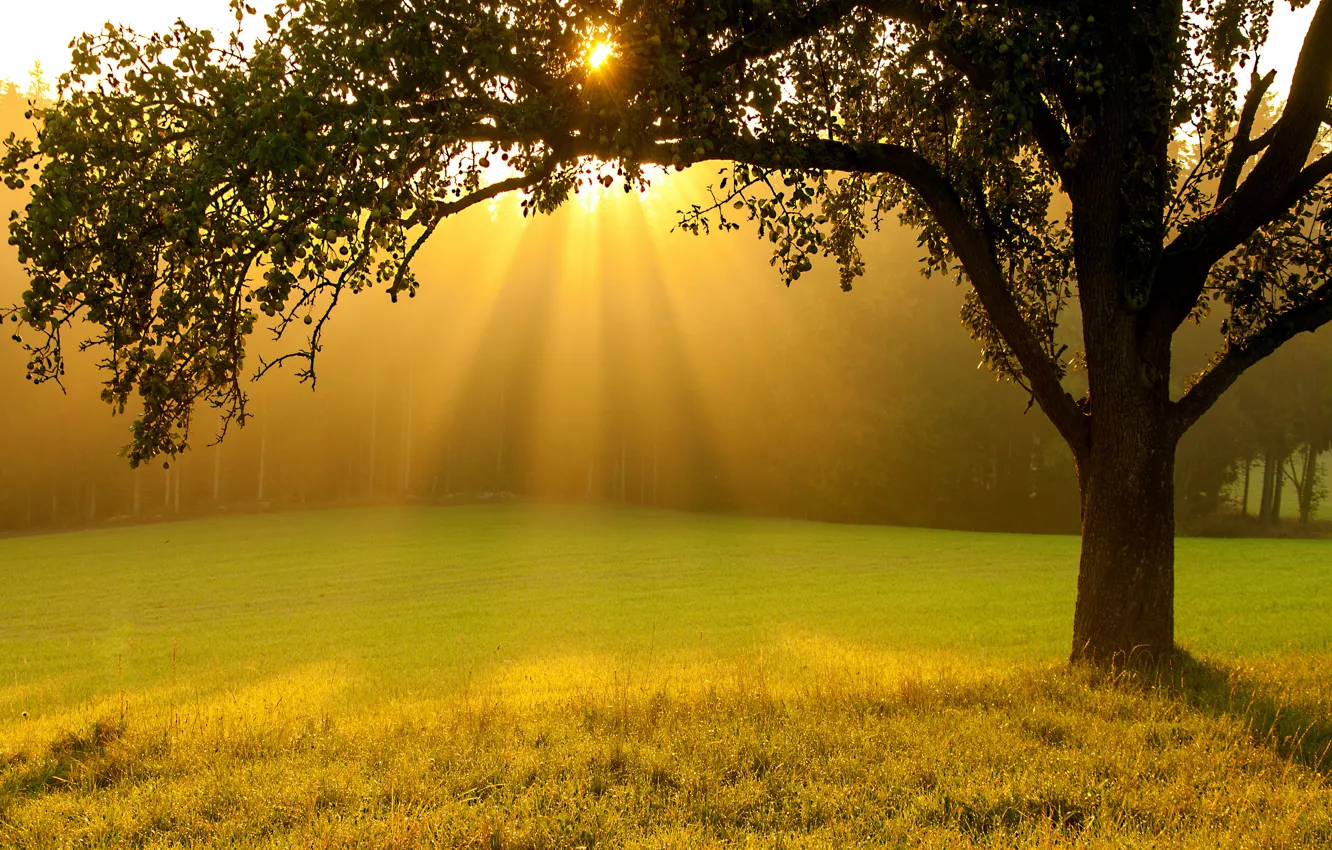 Фото обои зелень, лето, трава, солнце, лучи, свет, деревья, природа