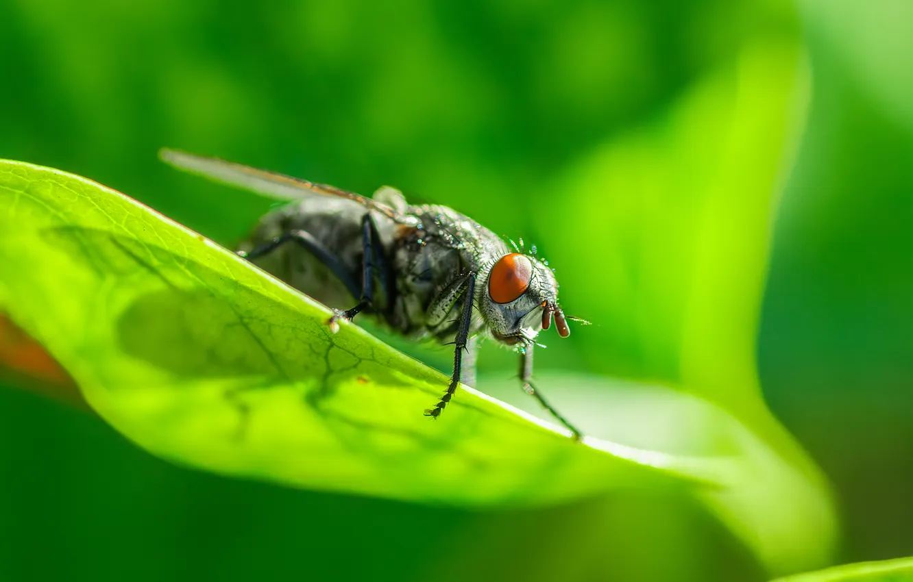 Фото обои fly, plant, insect