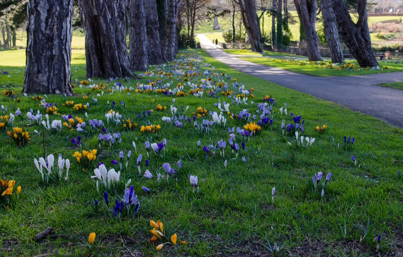 Фото обои трава, деревья, цветы, парк, дорожка, крокусы, Ирландия, аллея