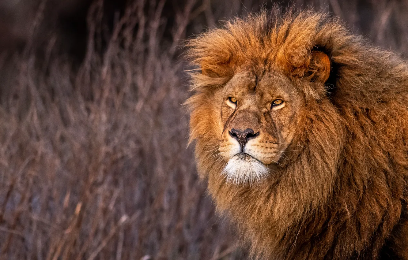 Фото обои взгляд, морда, портрет, лев, грива, царь зверей, дикая кошка