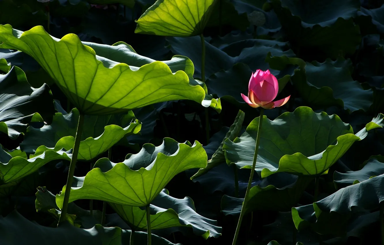 Фото обои цветок, листья, вода, пруд, лотос, Lotus, flower, water