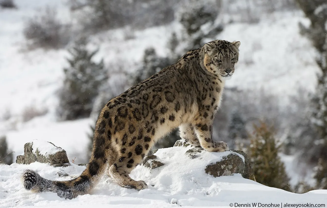 Фото обои snow leopard, animal, big cat