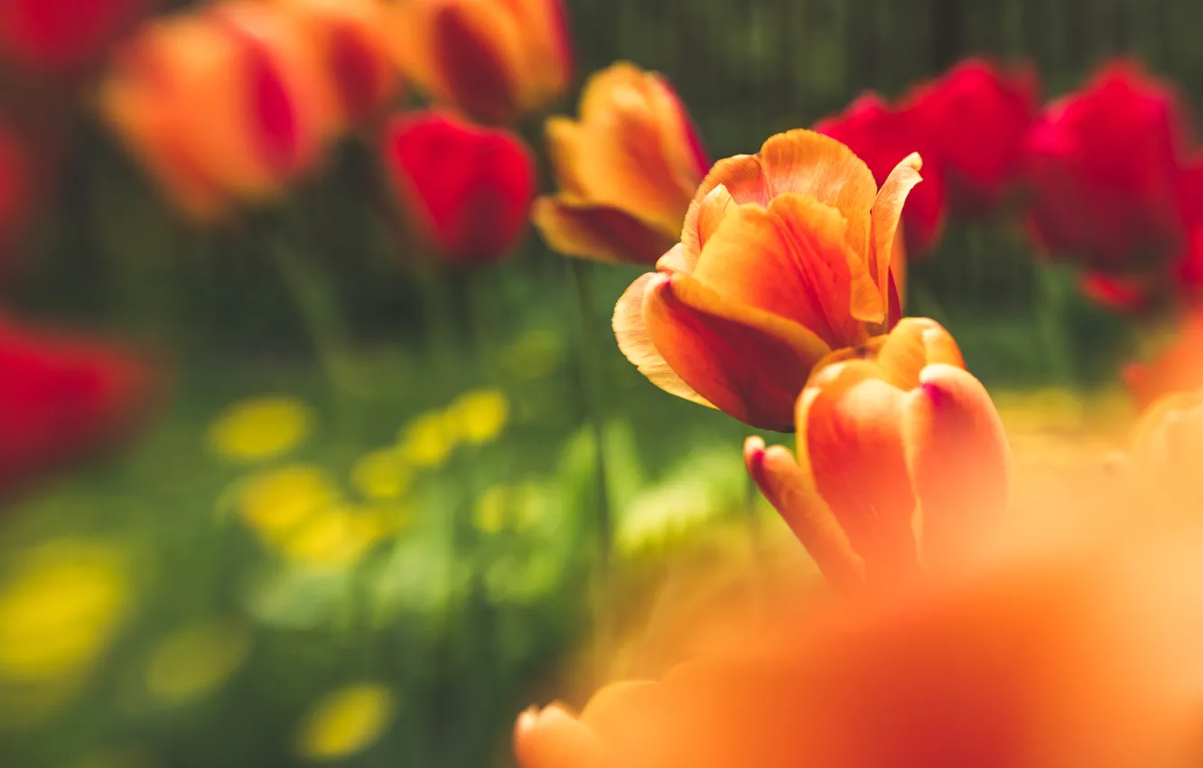 Фото обои цветы, весна, май, тюльпаны