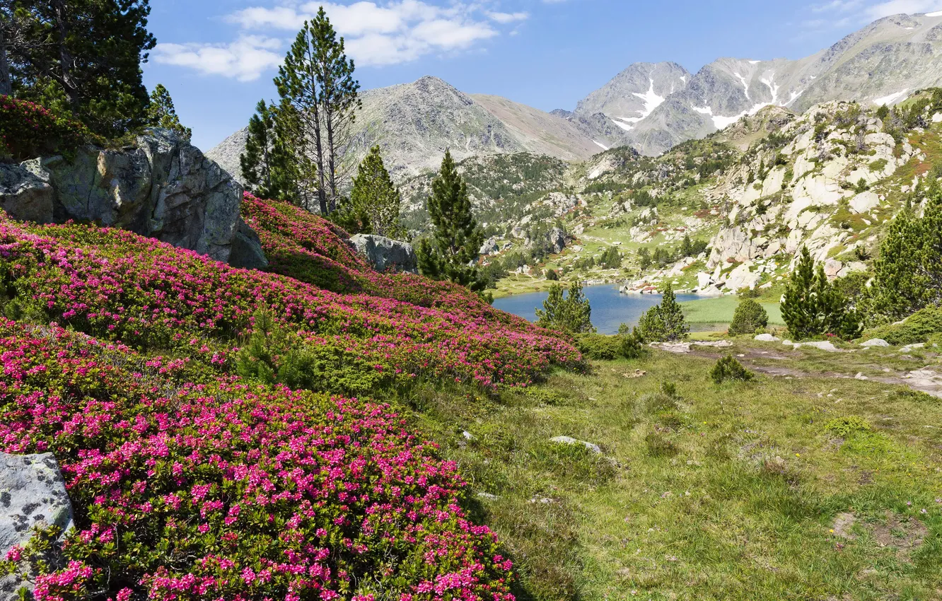 Фото обои трава, деревья, цветы, горы, озеро, камни, Франция, солнечно
