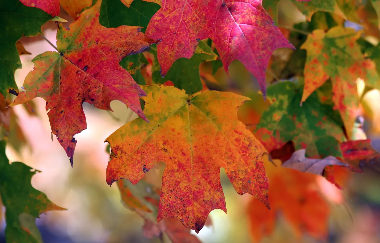 Фото обои осень, листья, природа, цвет