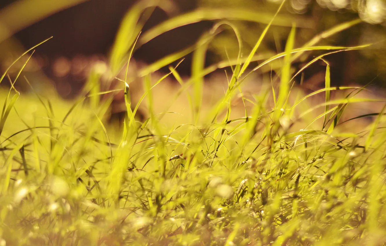 Фото обои лето, трава, зеленая