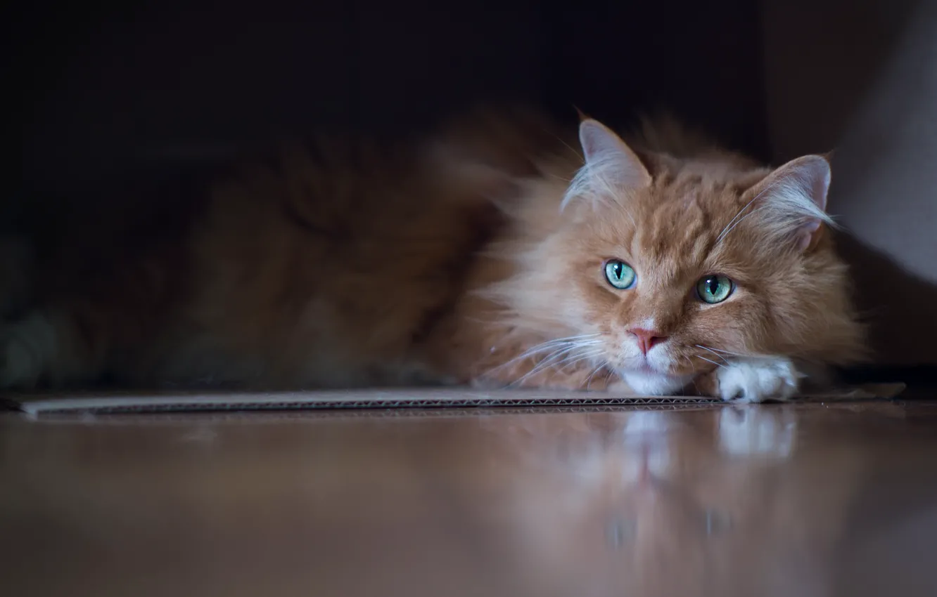 Фото обои кошка, кот, фон, пушистый, лежит, рыжая, зеленые глаза, персиковый