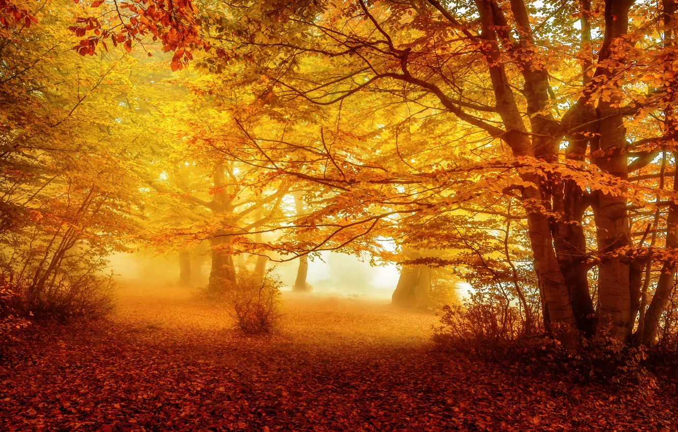 Фото обои осень, лес, туман, парк, желтые листья, аллея, листопад, золотая осень