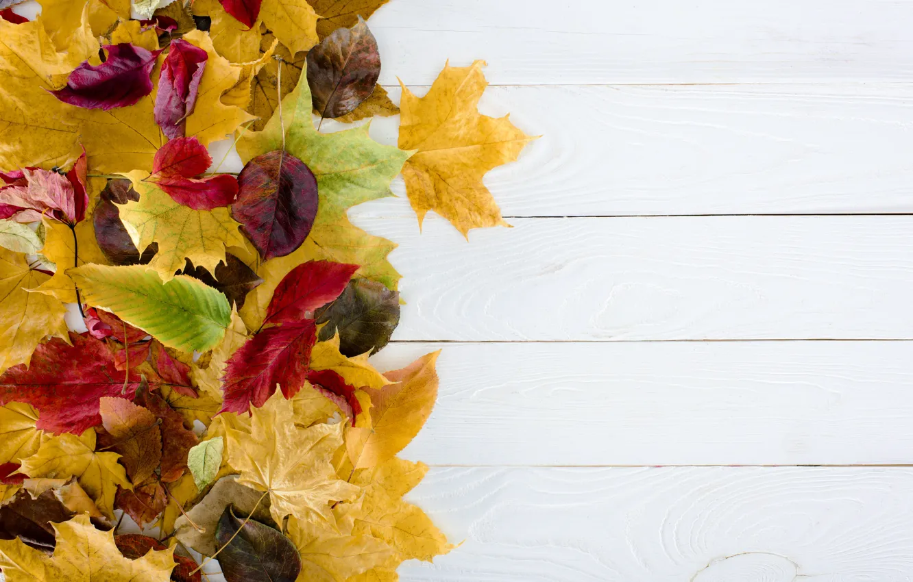 Фото обои осень, листья, фон, дерево, доски, colorful, wood, background