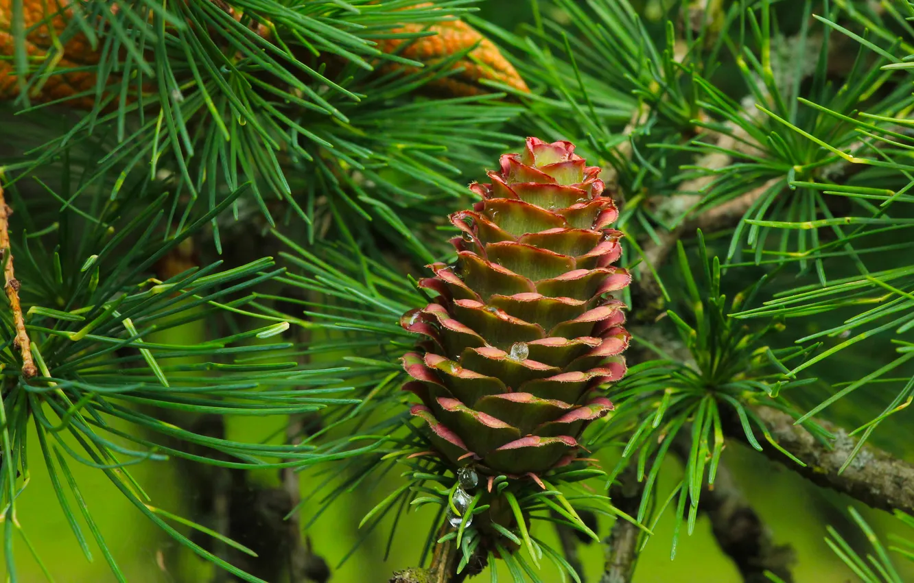 Фото обои pine, spruce, cone