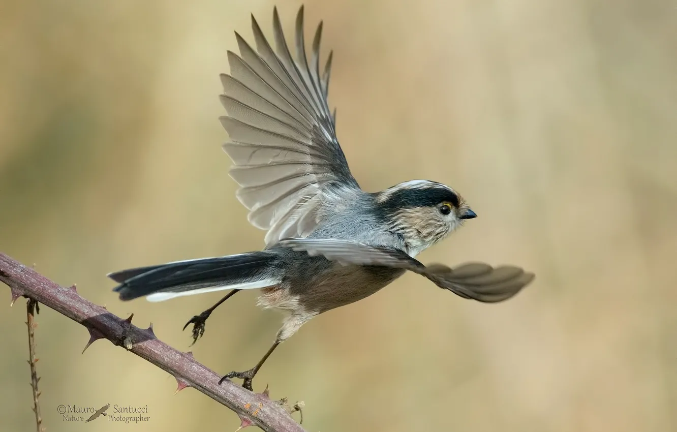 Фото обои птица, птичка, взлет