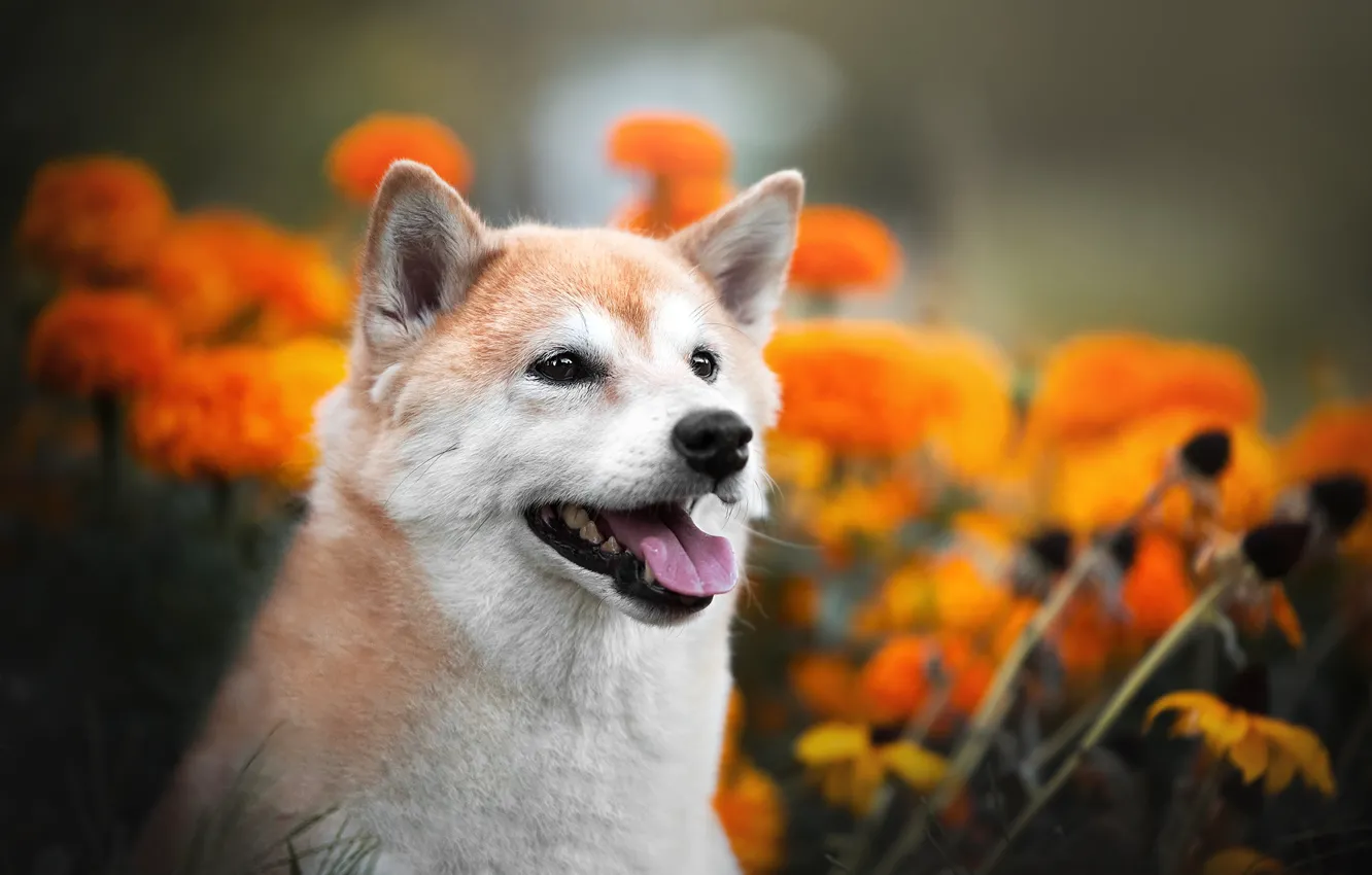 Фото обои морда, цветы, портрет, собака, боке, Сиба-ину