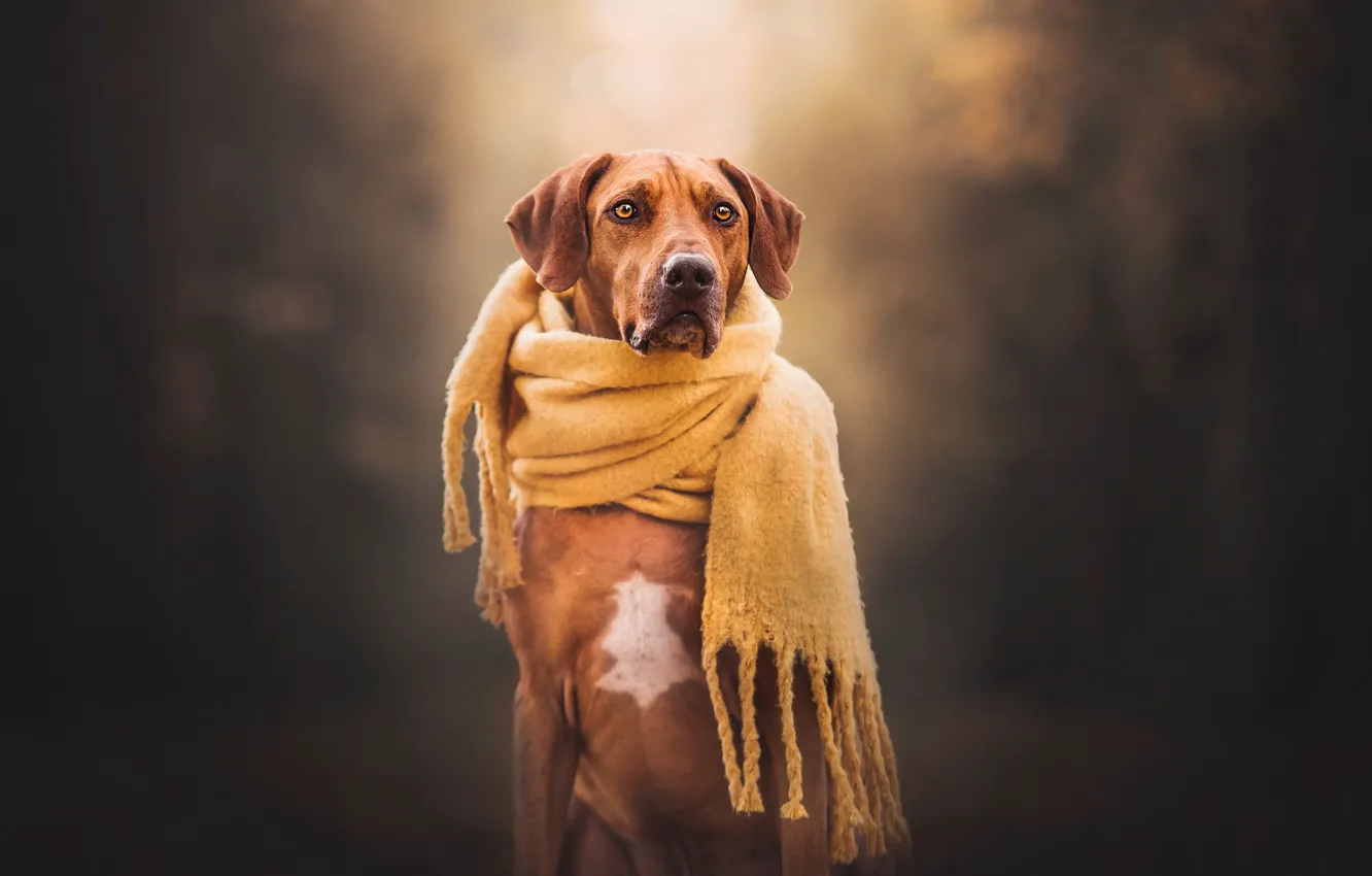 Фото обои фон, собака, шарф, Родезийский риджбек