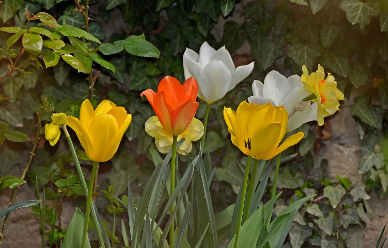 Фото обои Весна, Тюльпаны, Spring, Tulips