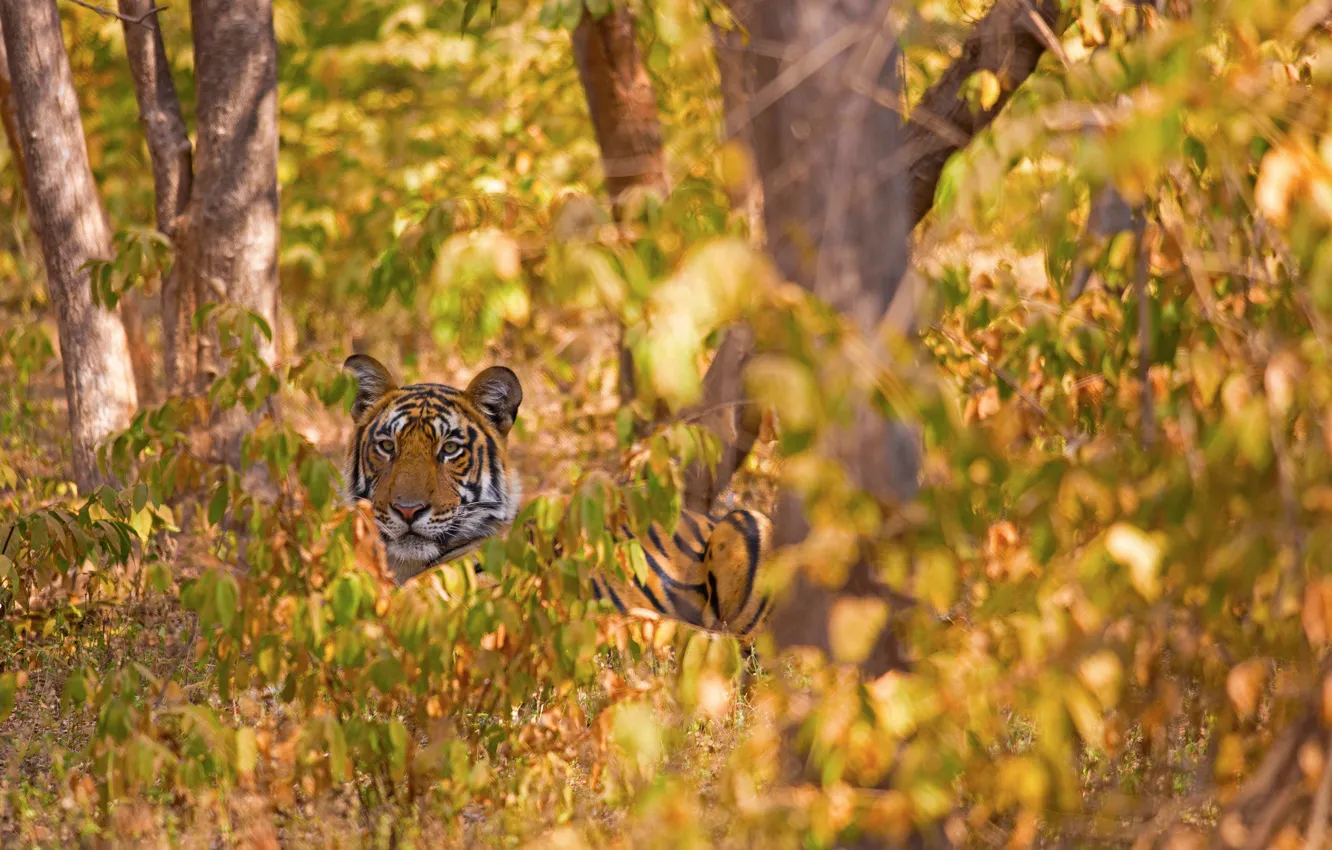 Фото обои лес, деревья, тигр, дикая кошка
