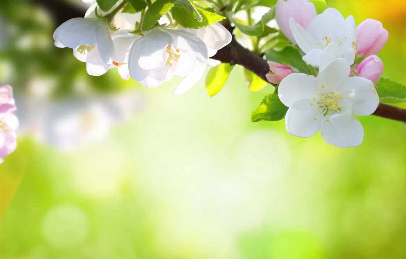 Фото обои цветы, природа, дерево, весна, лепестки, боке