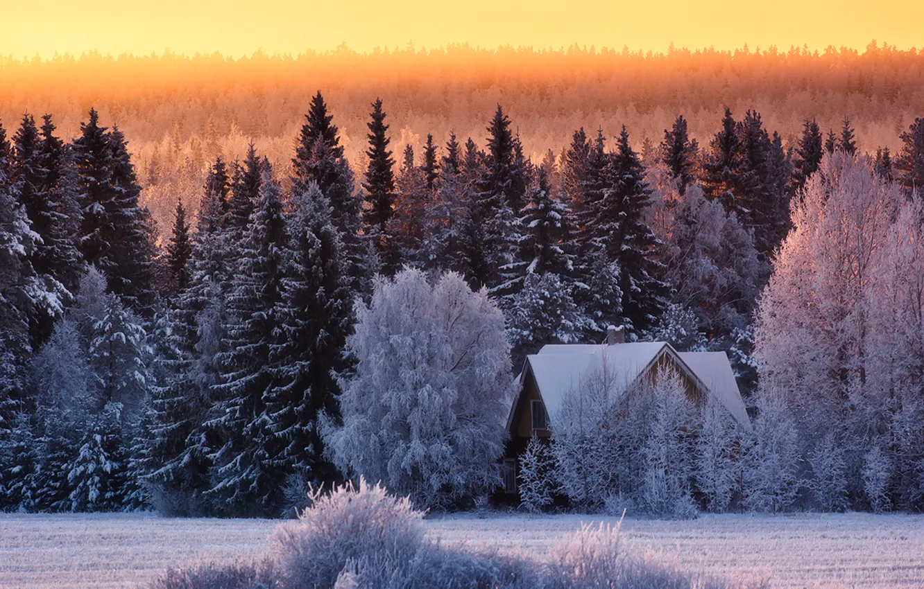 Фото обои зима, лес, снег, дом, мороз, cold winter day