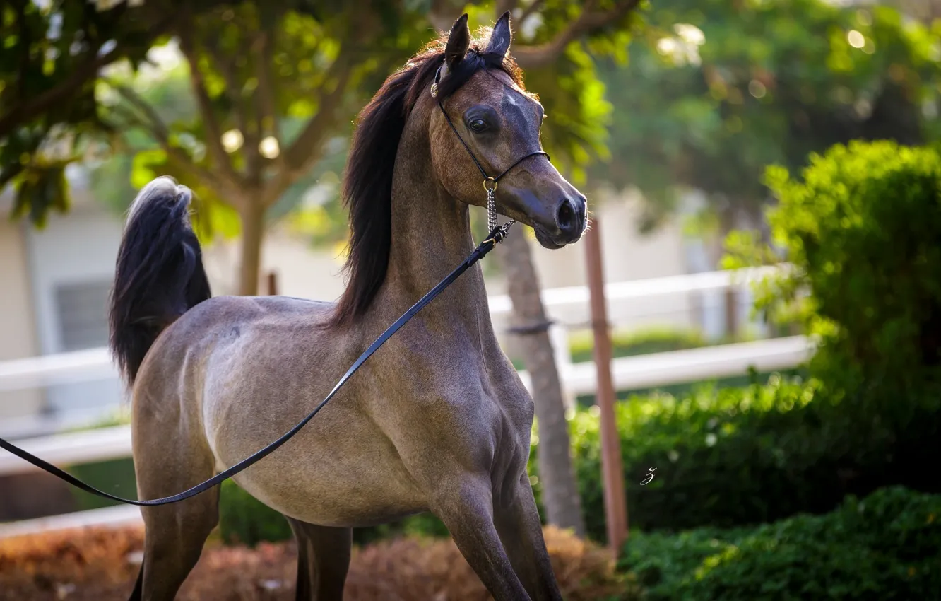 Фото обои конь, лошадь, грация, арабский