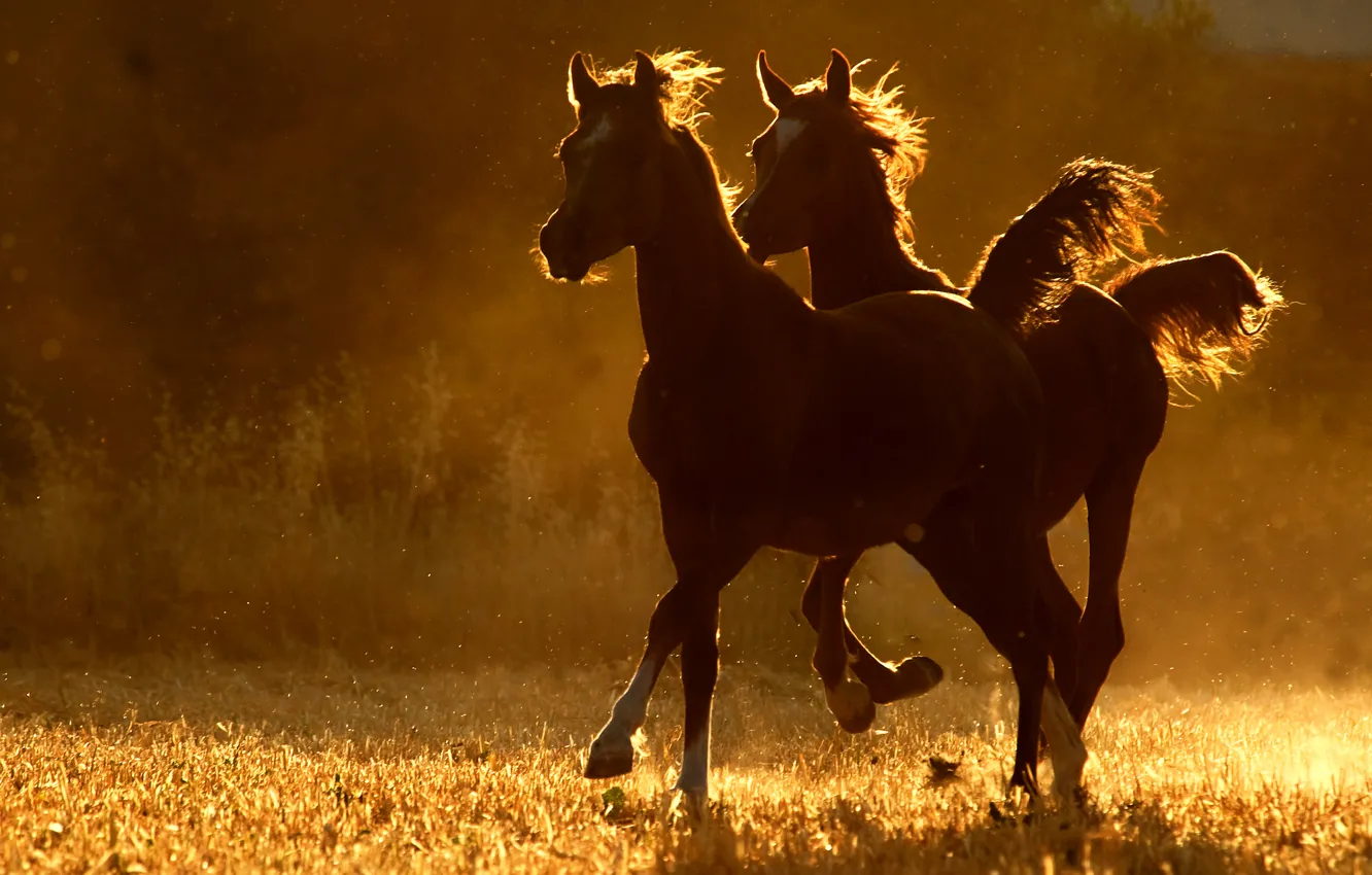 Фото обои две, лошади, бег