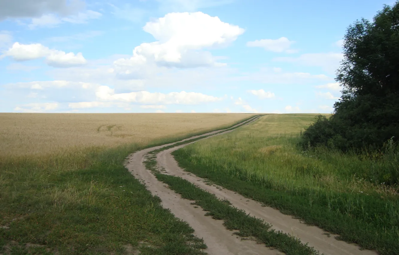 Фото обои дорога, пшеница, поле, хлеб, простор