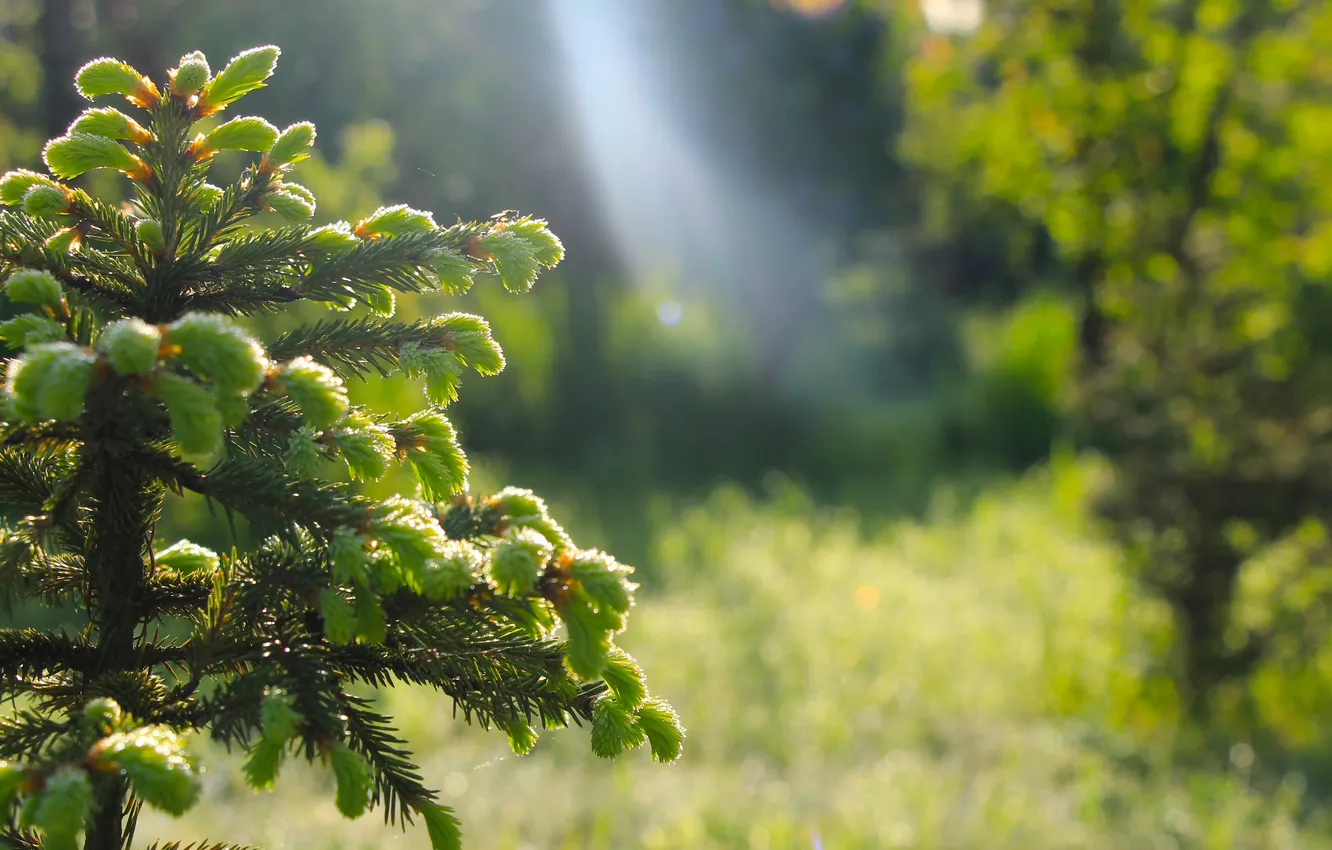 Фото обои green, tree, spruce
