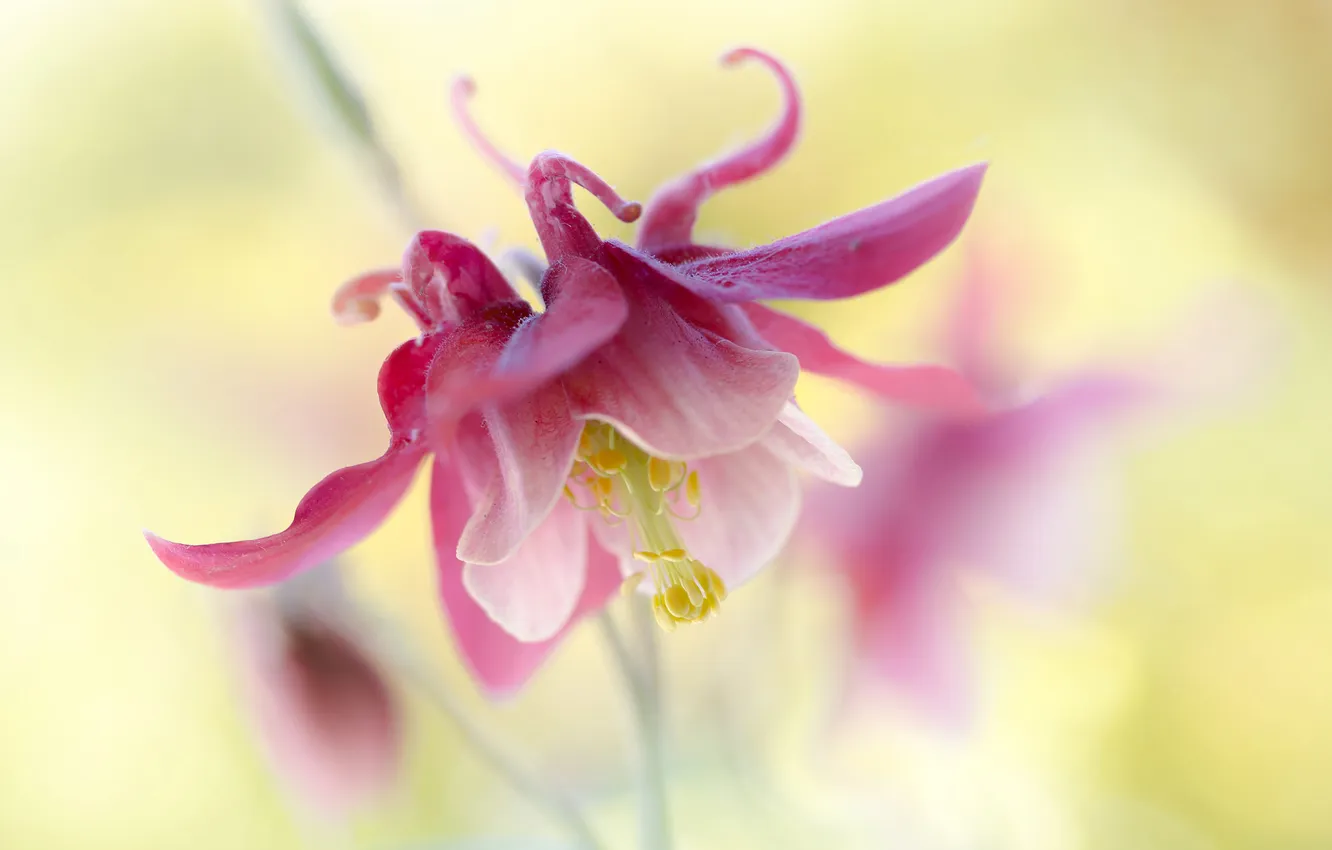 Фото обои цветы, природа, лепестки, экзотика, Columbine