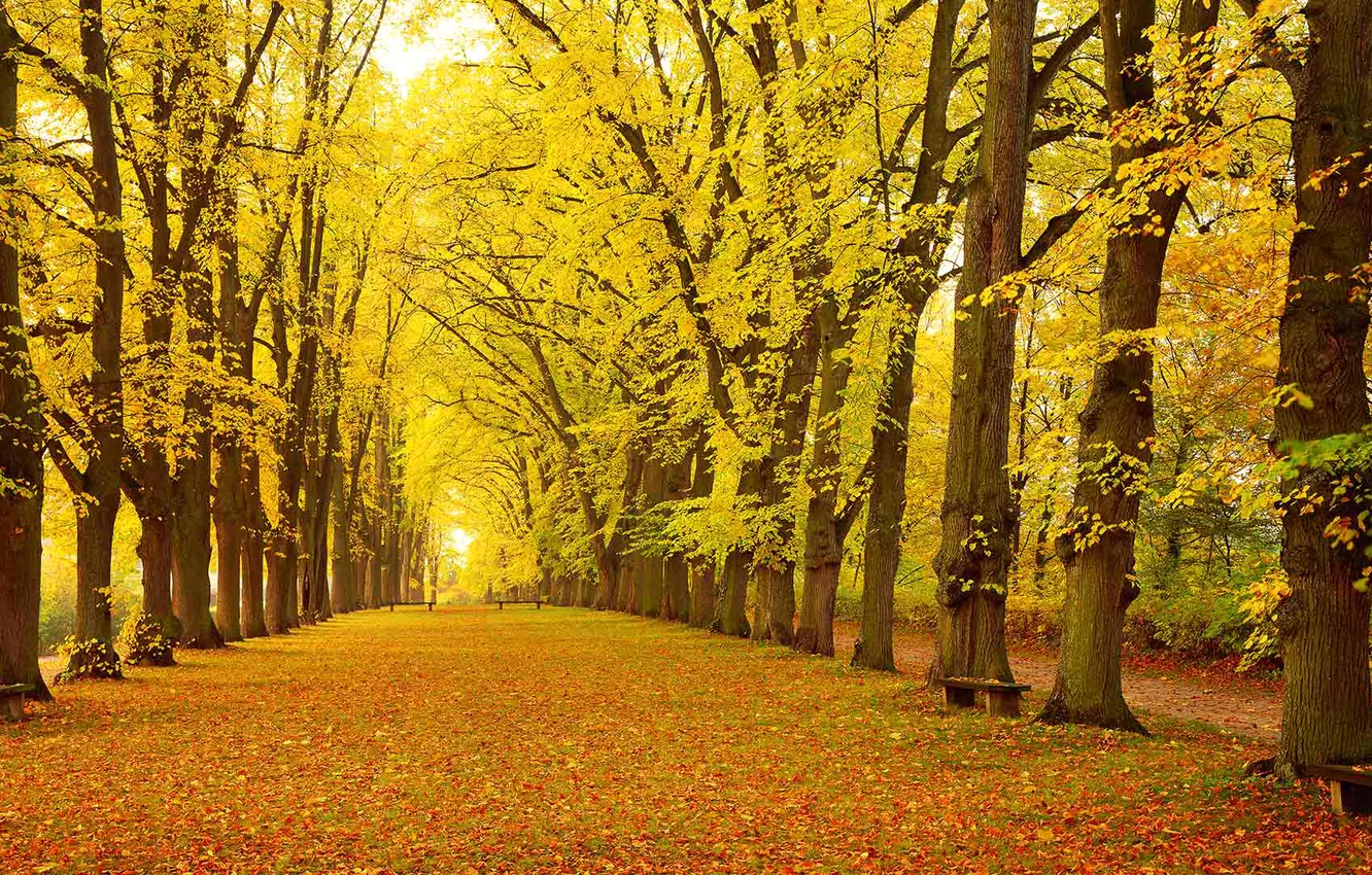 Фото обои осень, листья, деревья, парк, Германия, Бавария, аллея, скамья