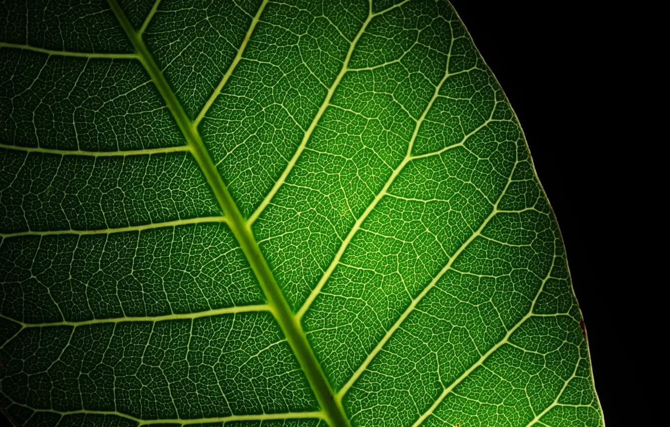 Фото обои green, black, leaf