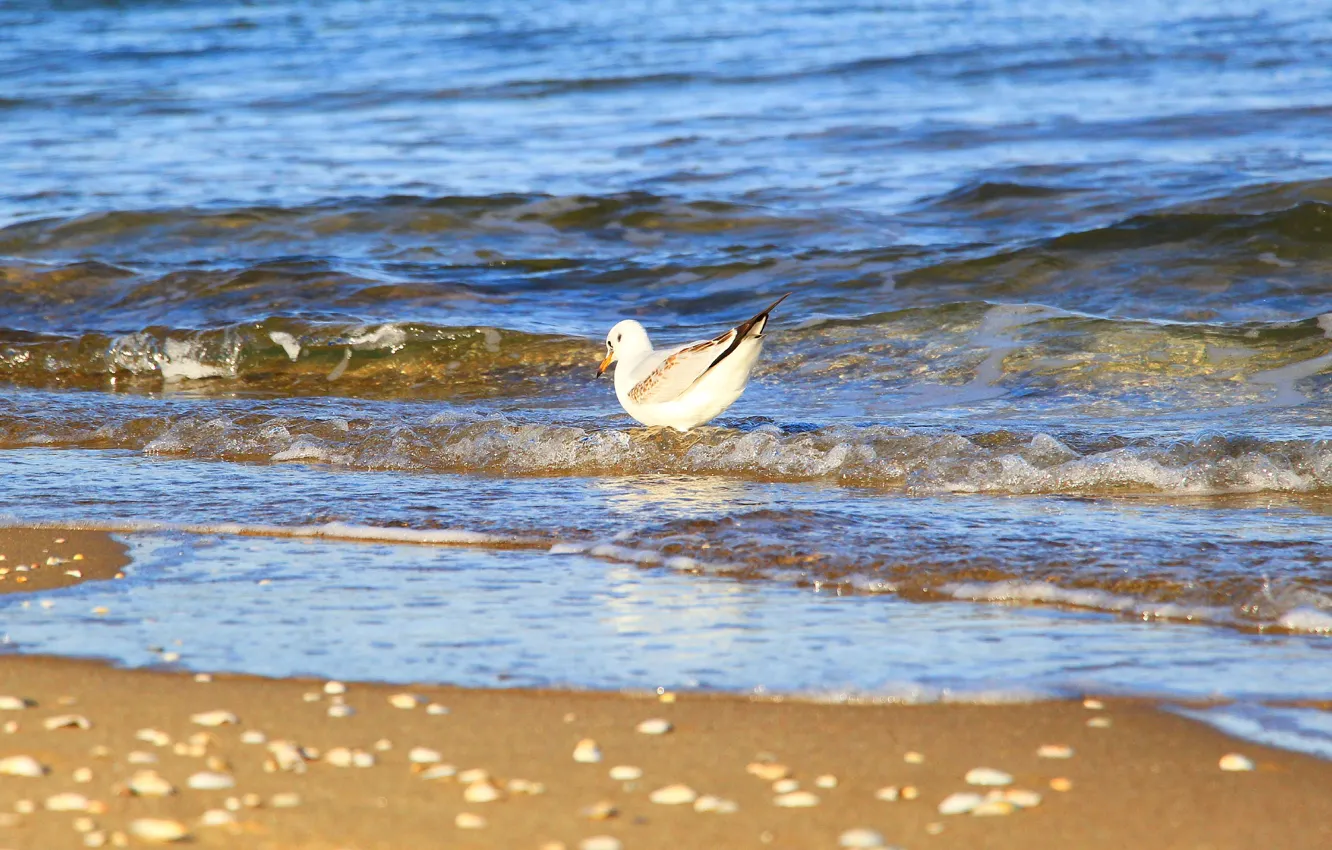 Фото обои beach, bird, water, seagull