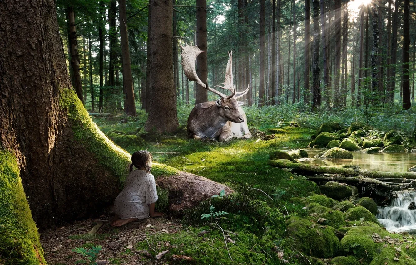Фото обои лес, лучи, ручей, олень, Девочка, наблюдение