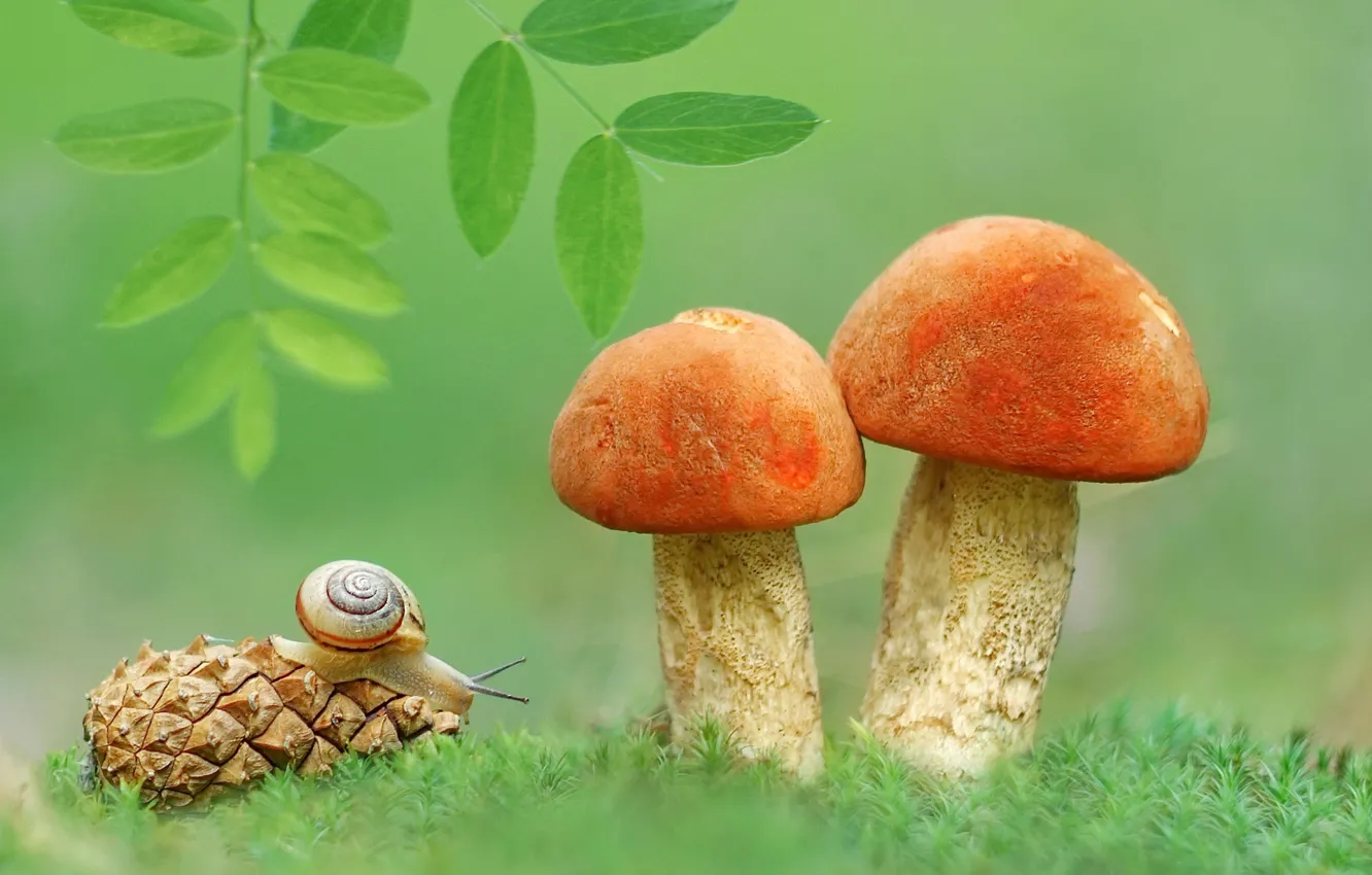 Фото обои грибы, улитка, листочки, шишка, подосиновики