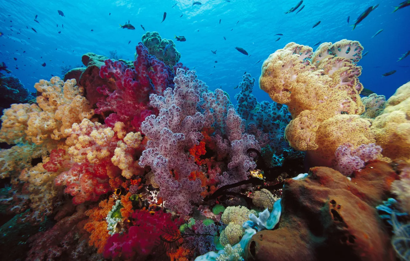 Фото обои рыбки, кораллы, индонезия