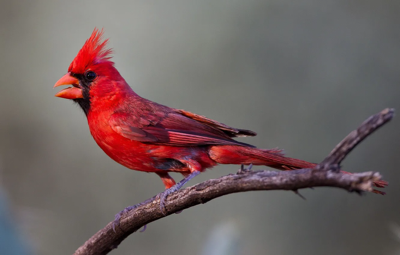 Фото обои птица, ветка, клюв, красный кардинал